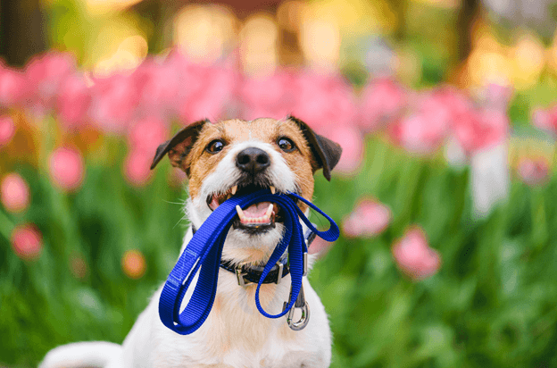Do’s and Don’ts for Visiting a Dog Park
