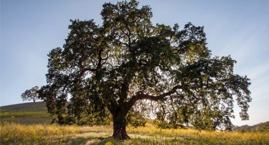 tree in field