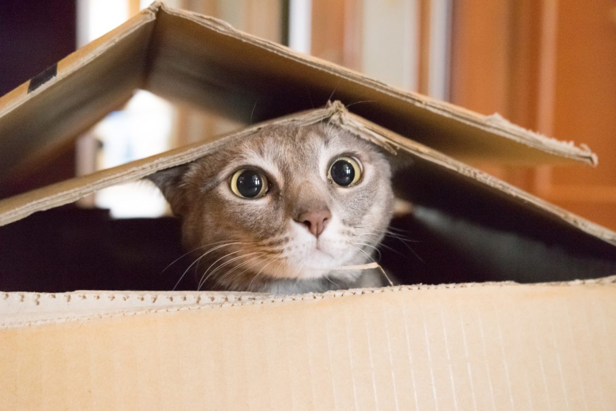 8 Tips to Making Your Move Easier with Pets
